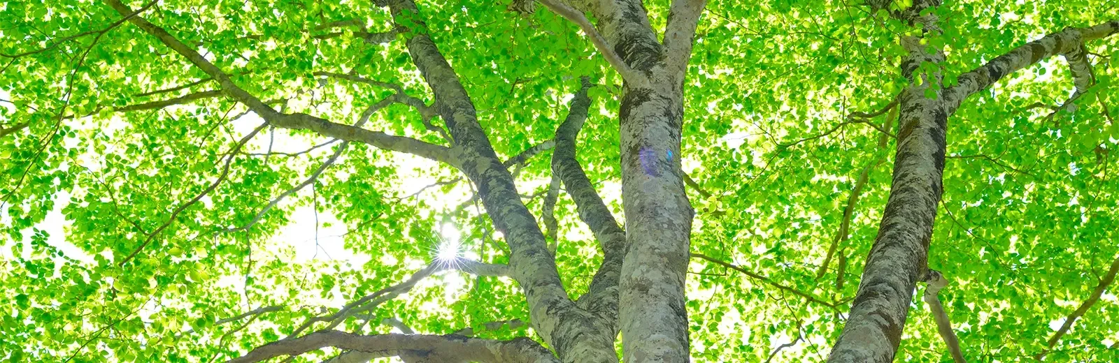 trees
