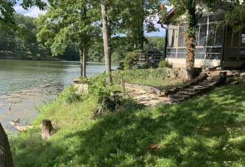 trees