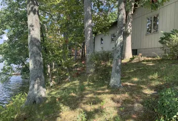 multiple trees