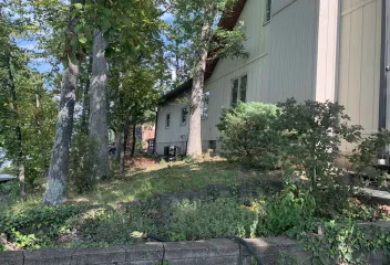 trees and grass