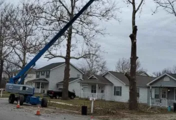 tree services