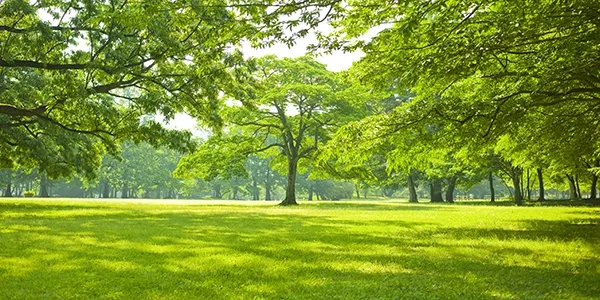 trees